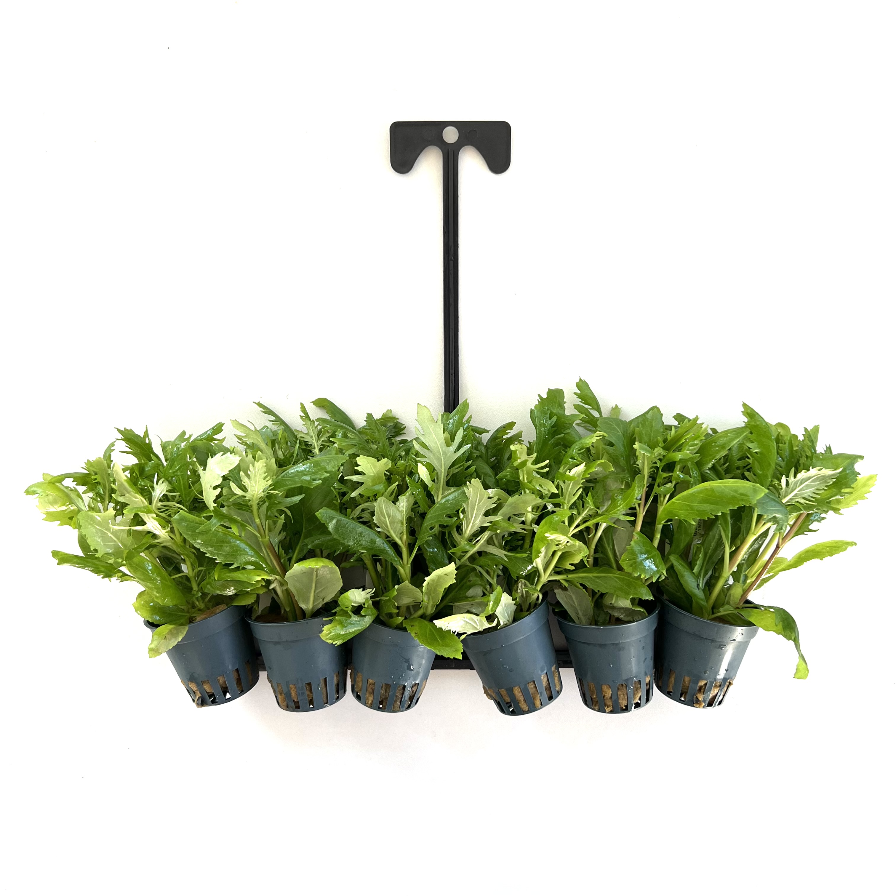 Planten